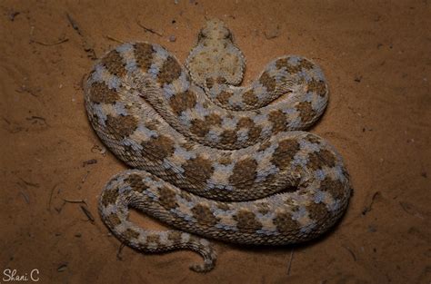 Horned Desert Viper (Cerastes cerastes) - עכן חרטומים | Viper, Snake ...