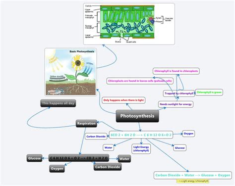 Photosynthesis Xmind Mind Mapping Software