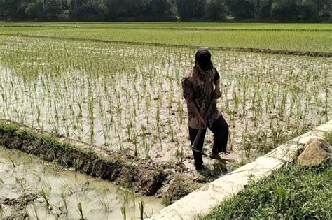 Tak Pernah Pinjam Ke Bank Petani Di Bekasi Kaget Tiba Tiba Ditagih