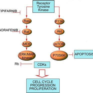 Inhibition In The Ras Mapk Pathway By Tipifarnib And Sorafenib