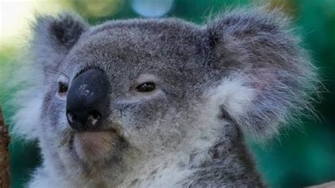 Scientists Are Vaccinating Wild Koalas Against Chlamydia CBC Radio