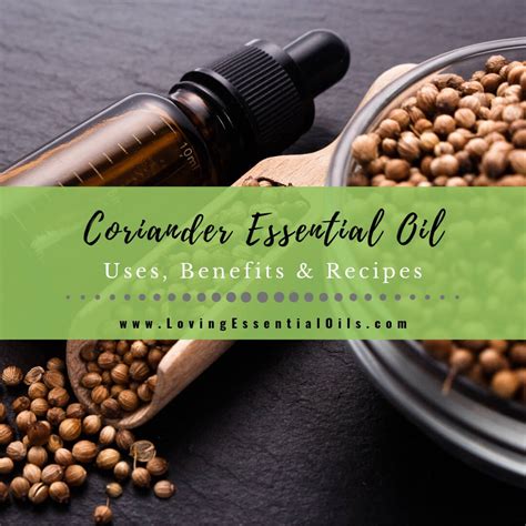 Coriander Essential Oils Uses Benefits And Recipes Spotlight