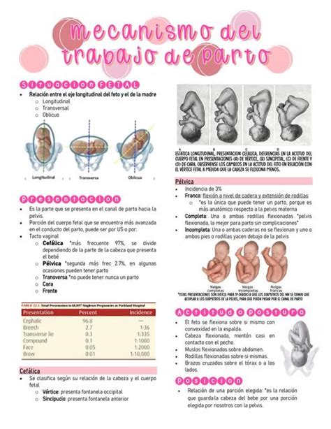 Mecanismo Del Trabajo De Parto Mednotes Ana Udocz