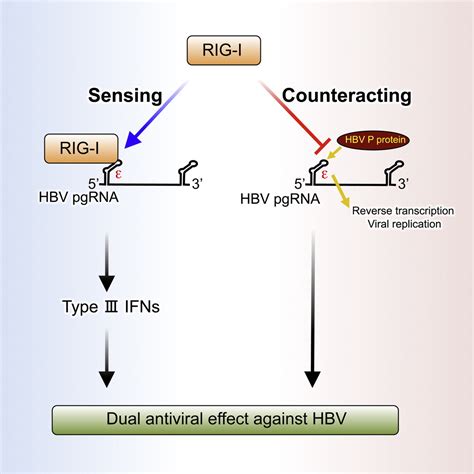 The Rna Sensor Rig I Dually Functions As An Innate Sensor And Direct