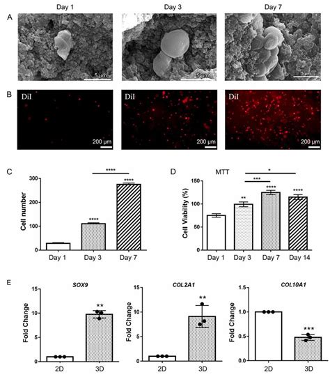 D Culture Of Chondrocytes Into The Chitosan Hydrogel And Cytotoxicity