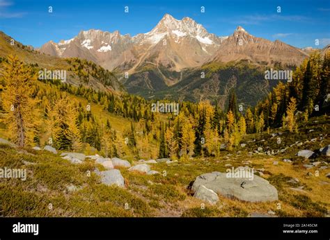 Golden Larch In Fall Jumbo Pass In The Purcell Mountains British