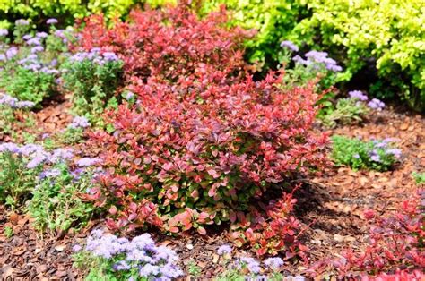 Berberis Thunbergii Royal Burgundy® Japanese Barberry From Johnson