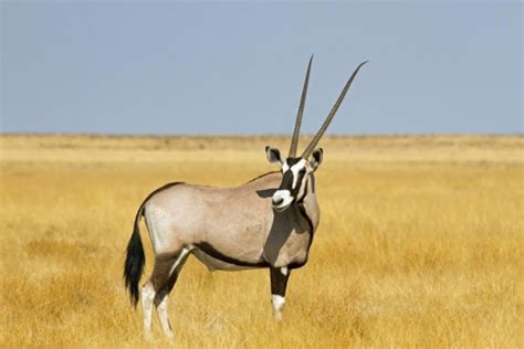 East African Oryx Oryx Beisa Shadows Of Africa