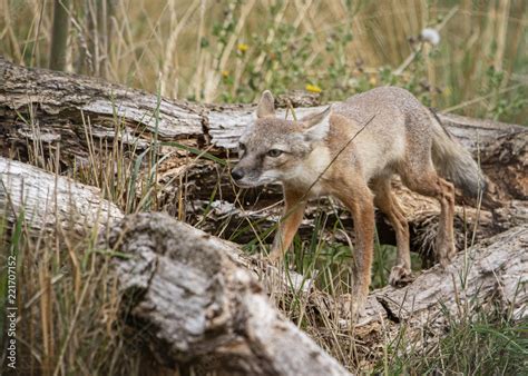 Corsac Fox in captivity Stock Photo | Adobe Stock