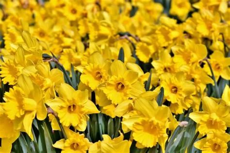 Narciso Coltivazione E Curiosità Del Narcissus Pianta Dai Bellissimi