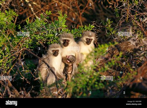 Singe Grivet Savane Singe Singe Singe Vert Cercopithecus Aethiops