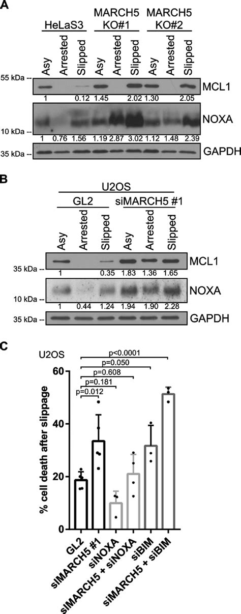 March Dependent Degradation Of Mcl Noxa Complexes Defines