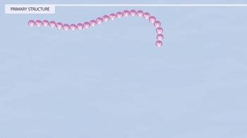 Animation: Protein Structure | Pearson+ Channels