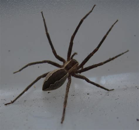 Nursery Web Spider - Spiders in Sutton Massachusetts