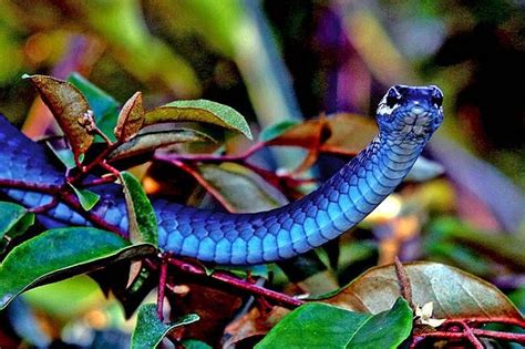 Beautiful Blue Snake In Rainforest Near Yungaburra Qld Rainforest