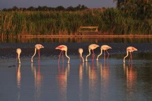 Flamingo Feeding