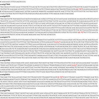 The sex related SNPs and the corresponding GBS tags ① contig Download Scientific