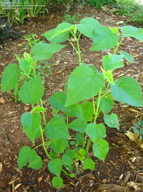 Plantfiles Pictures Hibiscus Species Sacramento Rose Mallow Delta Hibiscus River Mallow