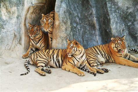 Looking At Four Asian Tigers In The Year Of The Tiger Nus Bizbeat