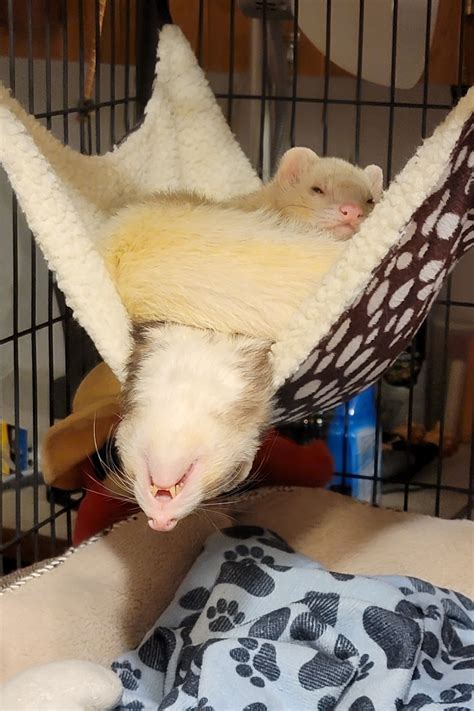 A heavy sleeper : r/ferrets