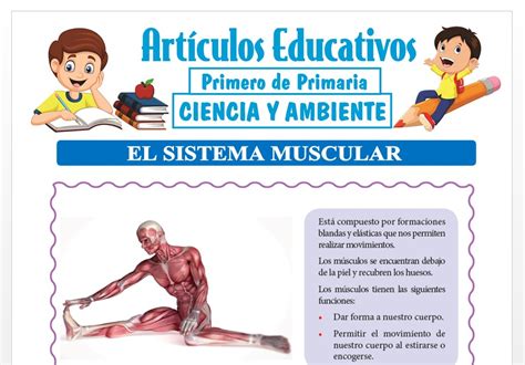 El Sistema Muscular Para Primero De Primaria Articulos Educativos