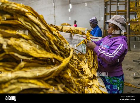 Tobacco Grading Hi Res Stock Photography And Images Alamy