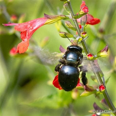 Apidae Southern Carpenter Bee Xylocopa Micans Nectaring Flickr