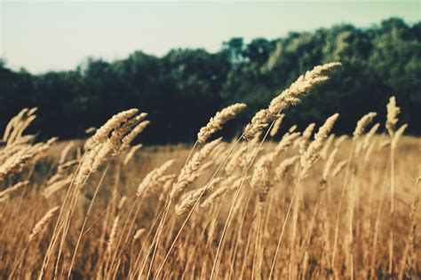 Banco de imagens plantar campo trigo grão pradaria vento Comida