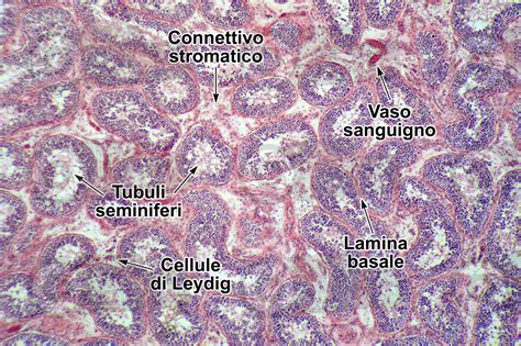 Uomo Testicolo Sezione Trasversale X Uomo Mammiferi Apparato