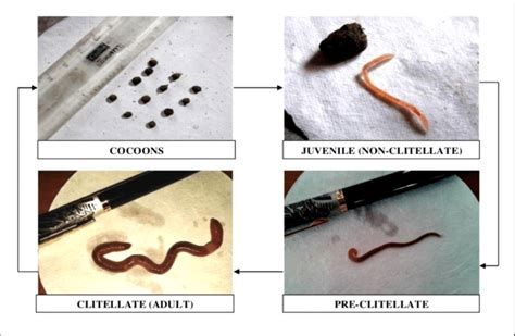 Stages Of The Life History Of Perionyx Excavatus Download Scientific