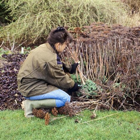 Tailler Les Rosiers Faucher Les Engrais Verts Dix Gestes Faire En