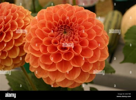 Dahlia Pom Pom Orange Flower Plant Garden Stock Photo Alamy