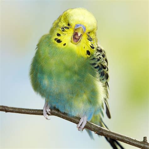 Cute Budgies