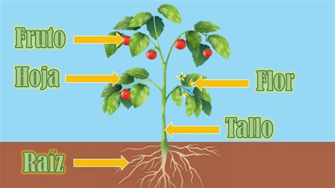 Dibujo De Una Planta Y Sus Partes