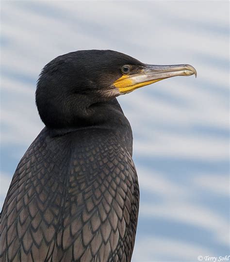 Great Cormorant Photos Photographs Pictures