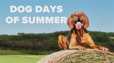 What Are The Dog Days Of Summer And When Are They