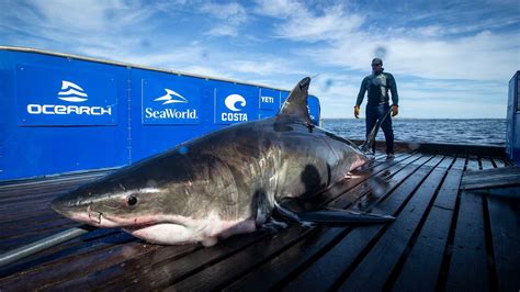 A 2000 Pound Great White Shark Has Been Spotted Near Miami Cnn