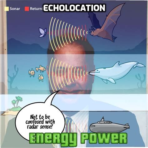 Echolocation Dr Hugh Fox III