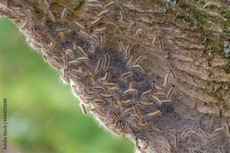 Oak Processionary Nest On Tree In The Forest Thaumetopoea Processionea