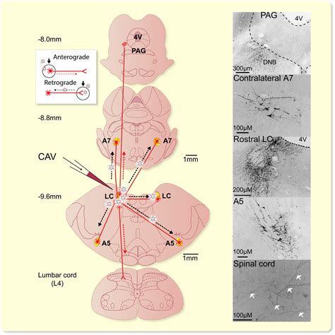 Brainstem Noradrenergic Neurons Identifying A Hub At The Intersection