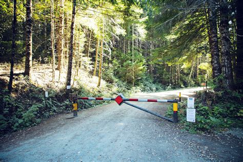 Tall Trees Grove Trail Redwood National Park — Flying Dawn Marie