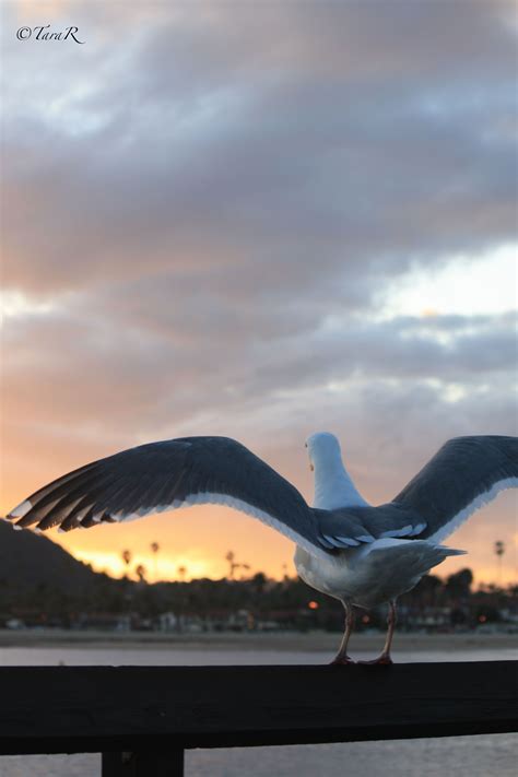 a seagull spreads its wings as the sun sets