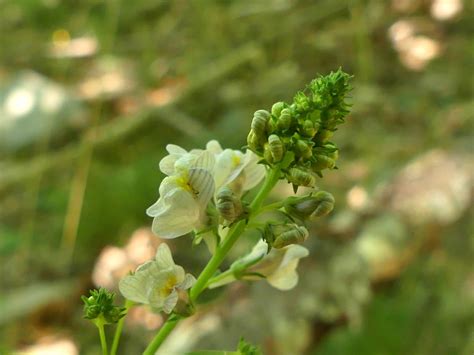 Muflier des Cévennes Linaria repens AGNES Flickr