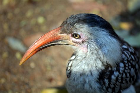 Kostenlose foto Natur Vogel Flügel Tierwelt Schnabel Afrika