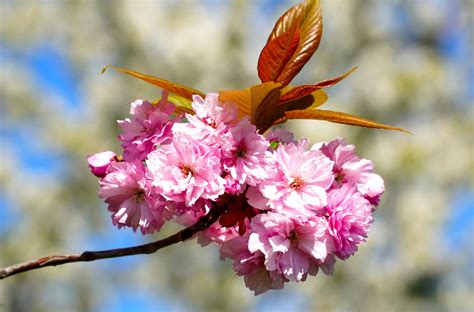 Flor Cereja De Cerejeira Foto Gratuita No Pixabay Pixabay