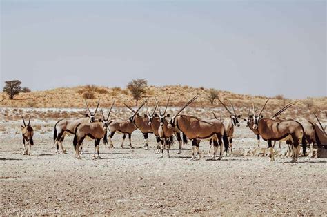 Guía Completa Del Parque Nacional Kgalagadi Por Libre Un Poco De Sur