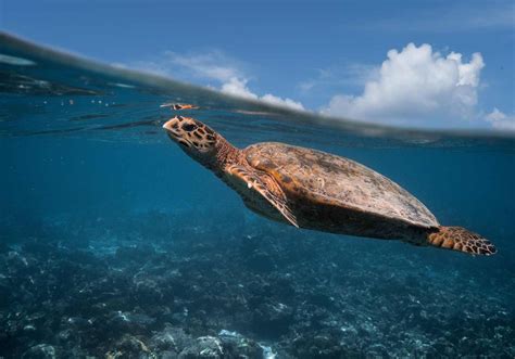 Olive Ridley Turtles Return To Penang Shore After Years Citizens