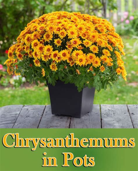 How To Grow Chrysanthemums In Pots