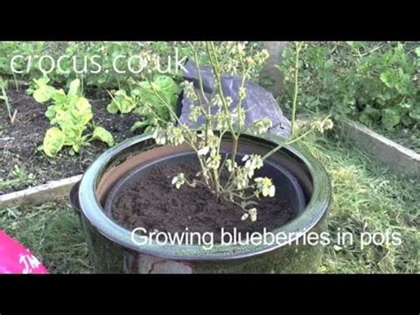 How To Grow Blueberries In Pots Youtube