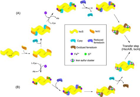 Models Proposed For Fe S Assembly On Iscu Model A Frataxin Binds